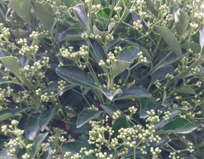 Euonymus japonicus op stam - Kardinaalsmuts