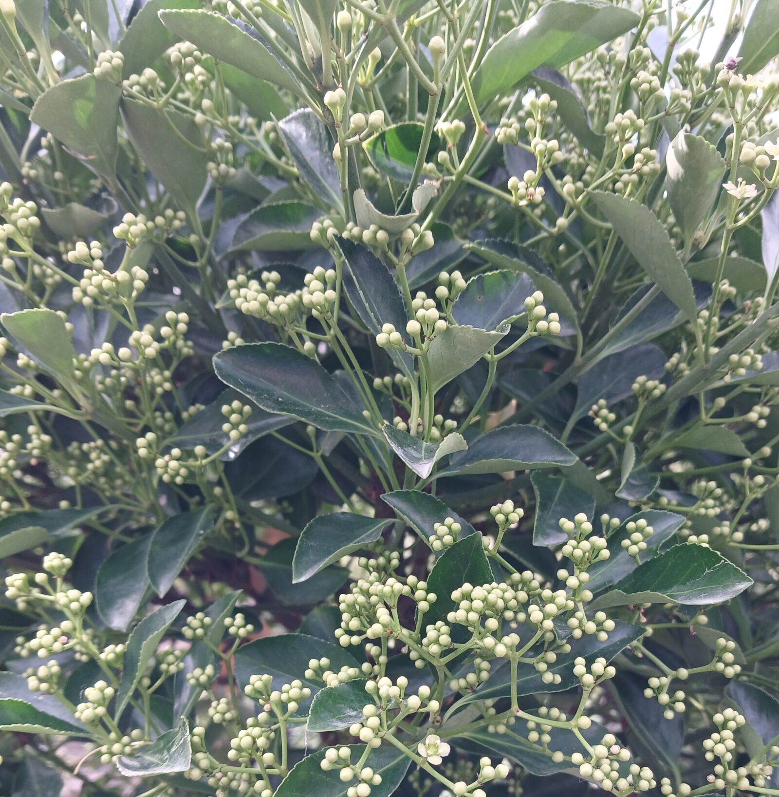 Euonymus japonicus op stam - Kardinaalsmuts