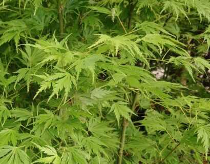 Acer Palmatum Orange Lace - Japanse esdoorn