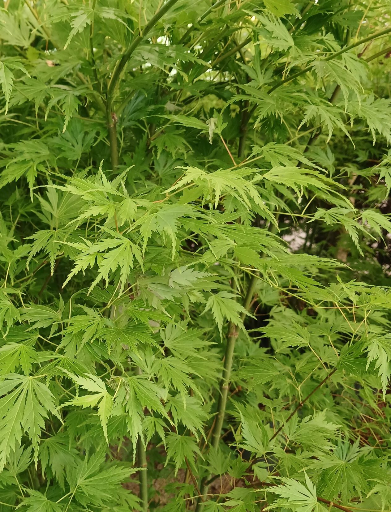 Acer Palmatum Orange Lace - Japanse esdoorn