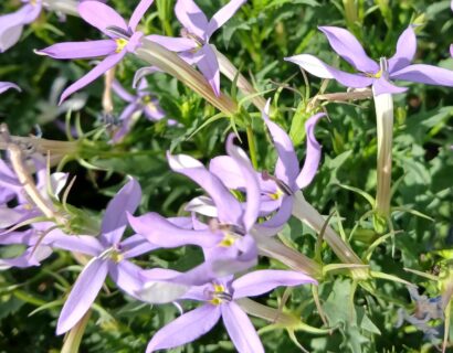 Isotoma axillaris - Sterretjesmat