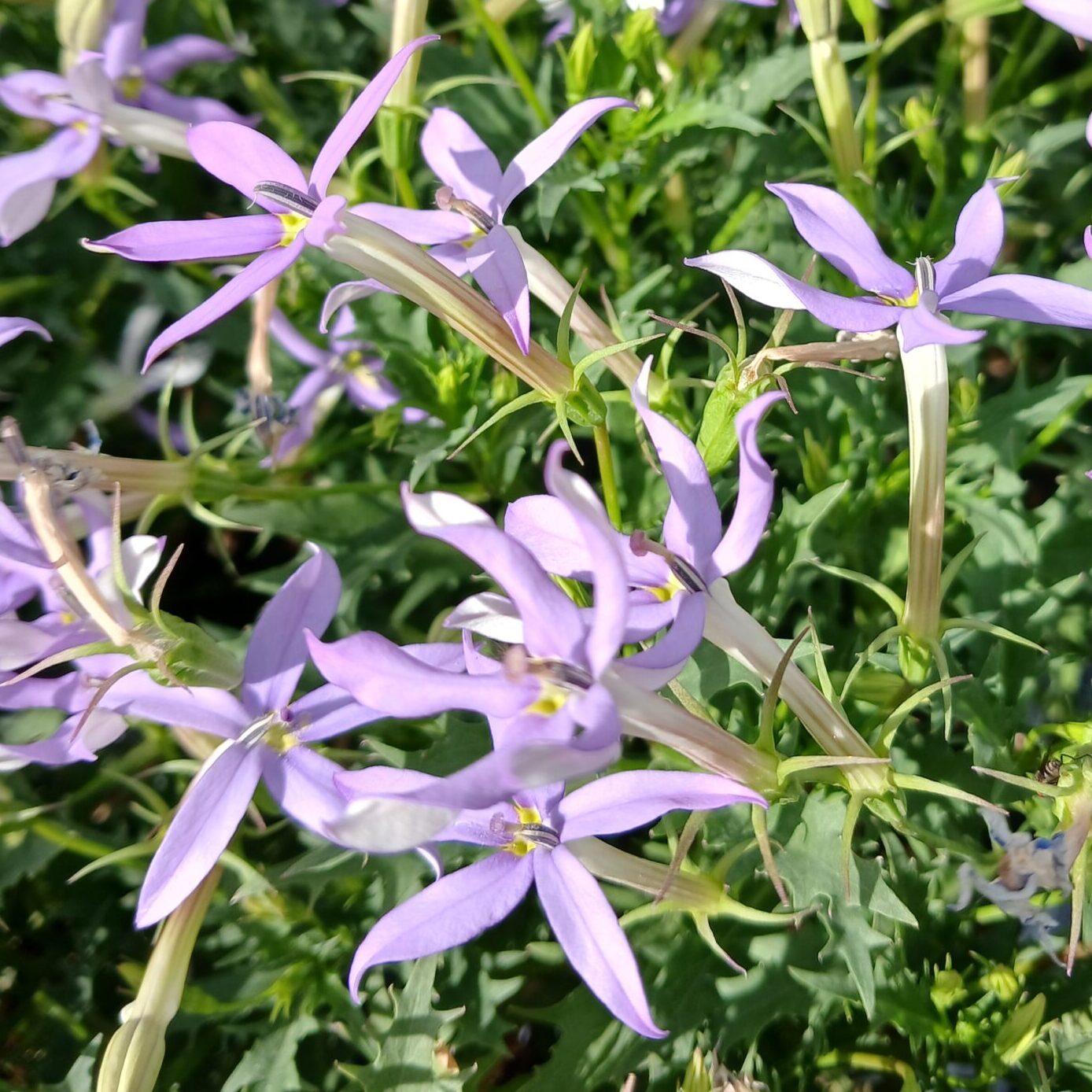 Isotoma axillaris - Sterretjesmat