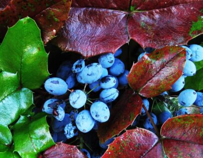 Mahonia nitens ‘Cabaret’ - Mahonie
