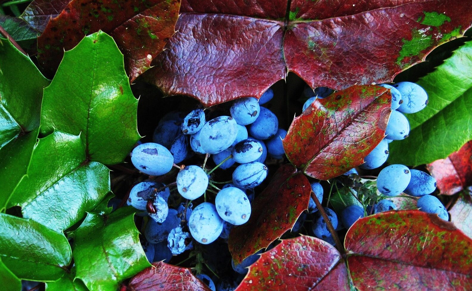 Mahonia nitens ‘Cabaret’ - Mahonie