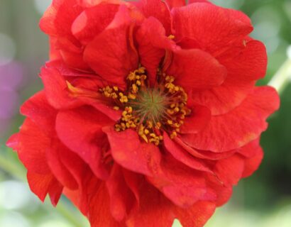 Geum ‘Firestarter’ - Nagelkruid