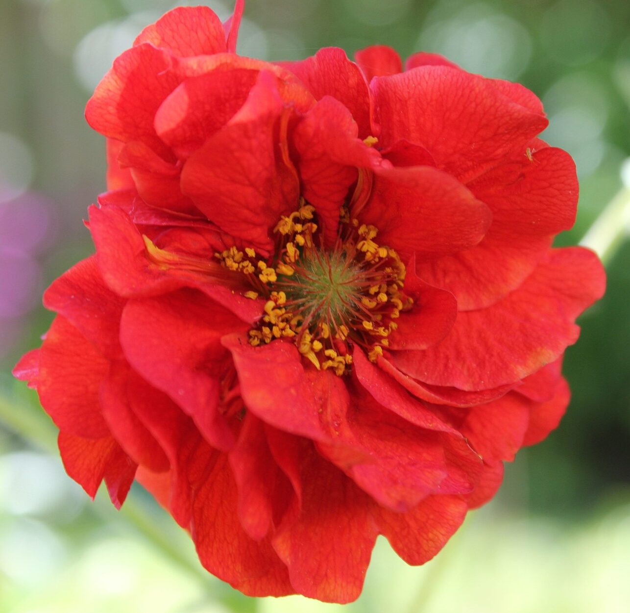 Geum ‘Firestarter’ - Nagelkruid