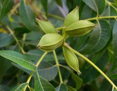 Carya illenoinensis Pecannoot - Pecannoot