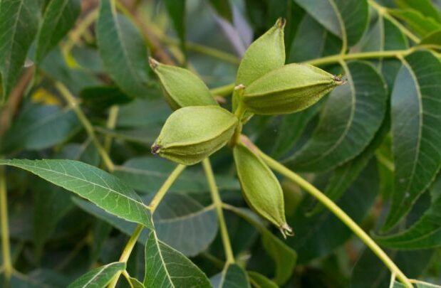 Carya illenoinensis Pecannoot - Pecannoot