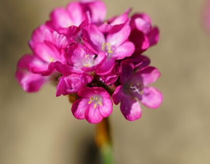 Armeria Maritima - Engels Gras