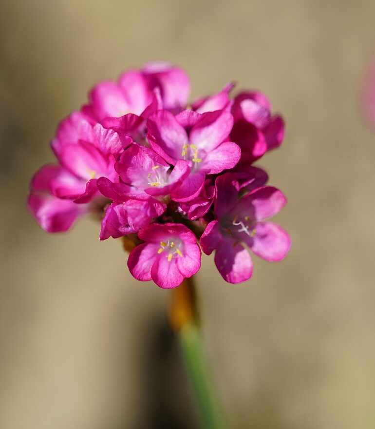 Armeria Maritima - Engels Gras