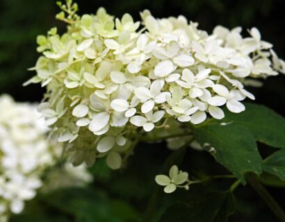 Hydrangea paniculata ‘Early Harry’ op stam - pluimhortensia