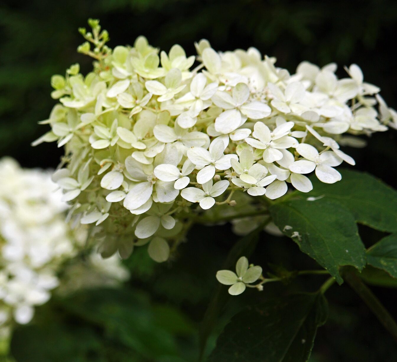 Hydrangea paniculata ‘Early Harry’ op stam - pluimhortensia