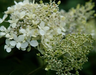 Hydrangea paniculata ‘Candlelight’ op stam - pluimhortensia