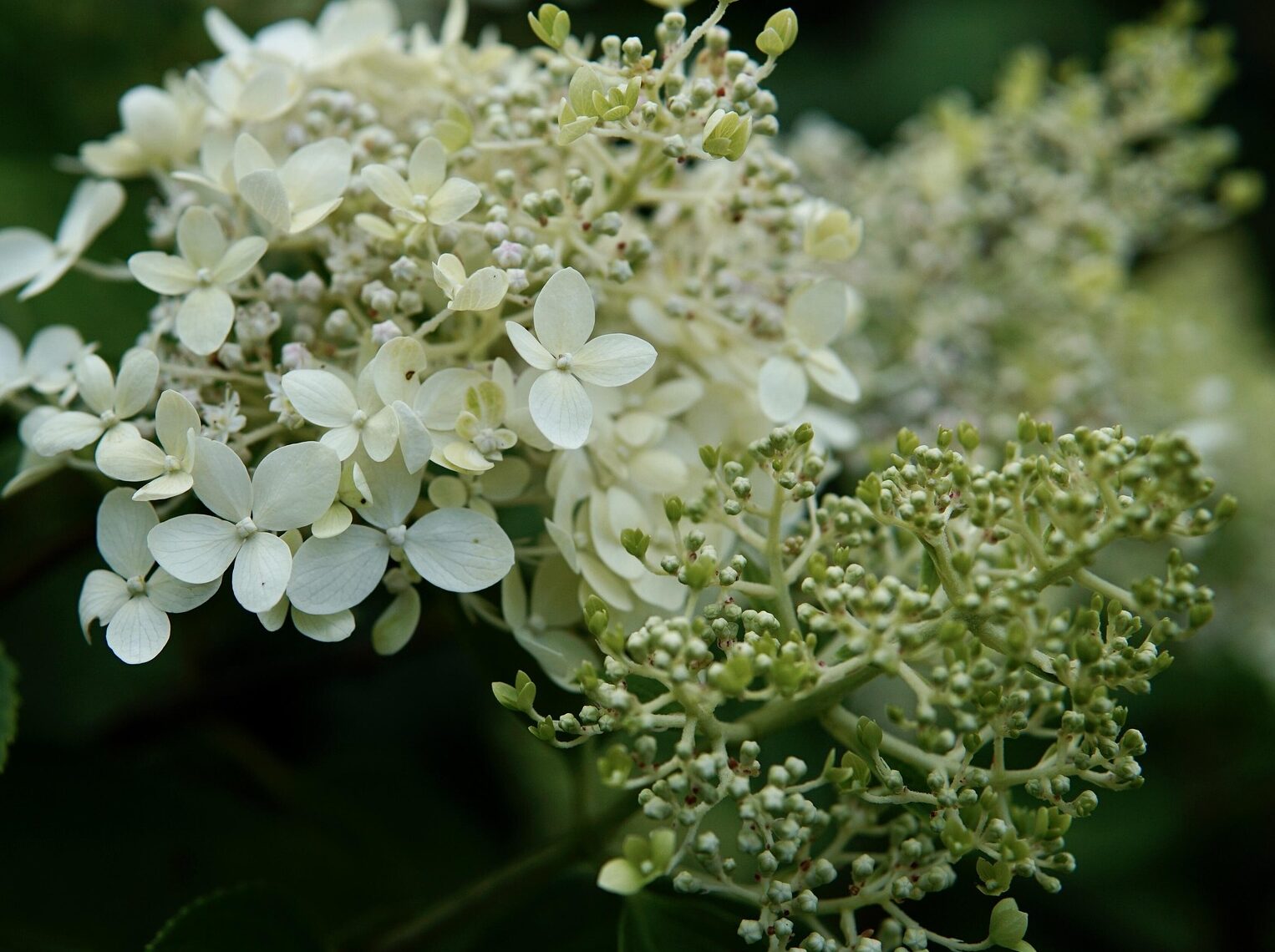 Hydrangea paniculata ‘Candlelight’ op stam - pluimhortensia