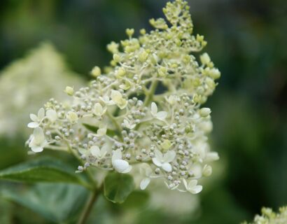 Hydrangea paniculata ‘Silver Dollar’ - pluimhortensia