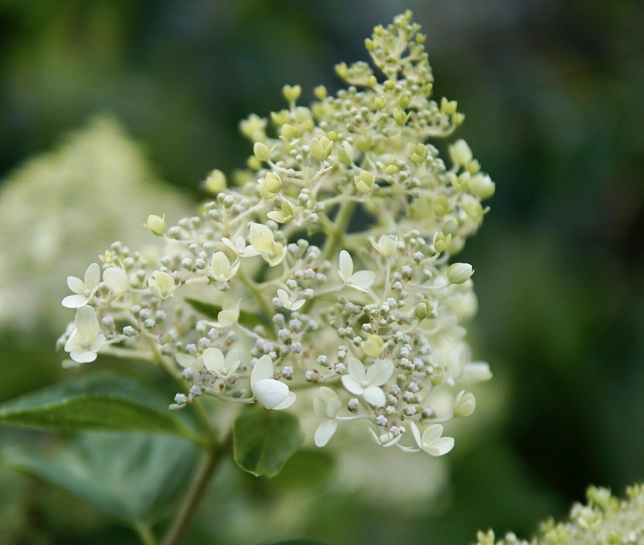 Hydrangea paniculata ‘Silver Dollar’ - pluimhortensia