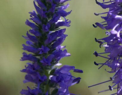 Veronica spicata ‘Anniversary Blue’ - Ereprijs