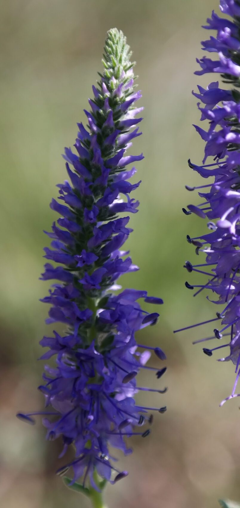 Veronica spicata ‘Anniversary Blue’ - Ereprijs