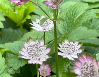 Astrantia m Pink Button - Zeeuws knoopje