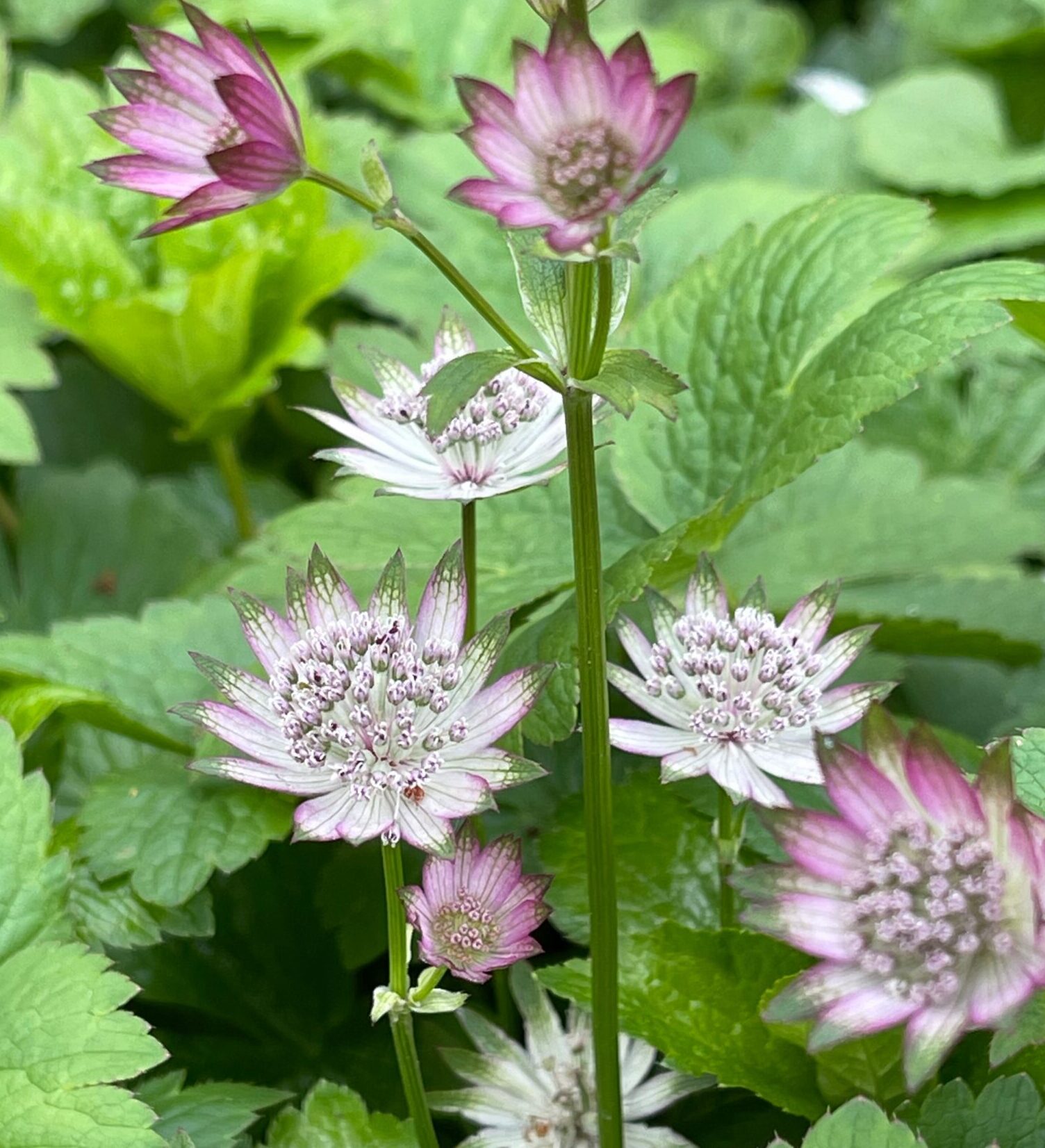 Astrantia m Pink Button - Zeeuws knoopje