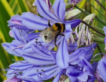 Agapanthus ‘Poppin Star’ - Afrikaanse lelie