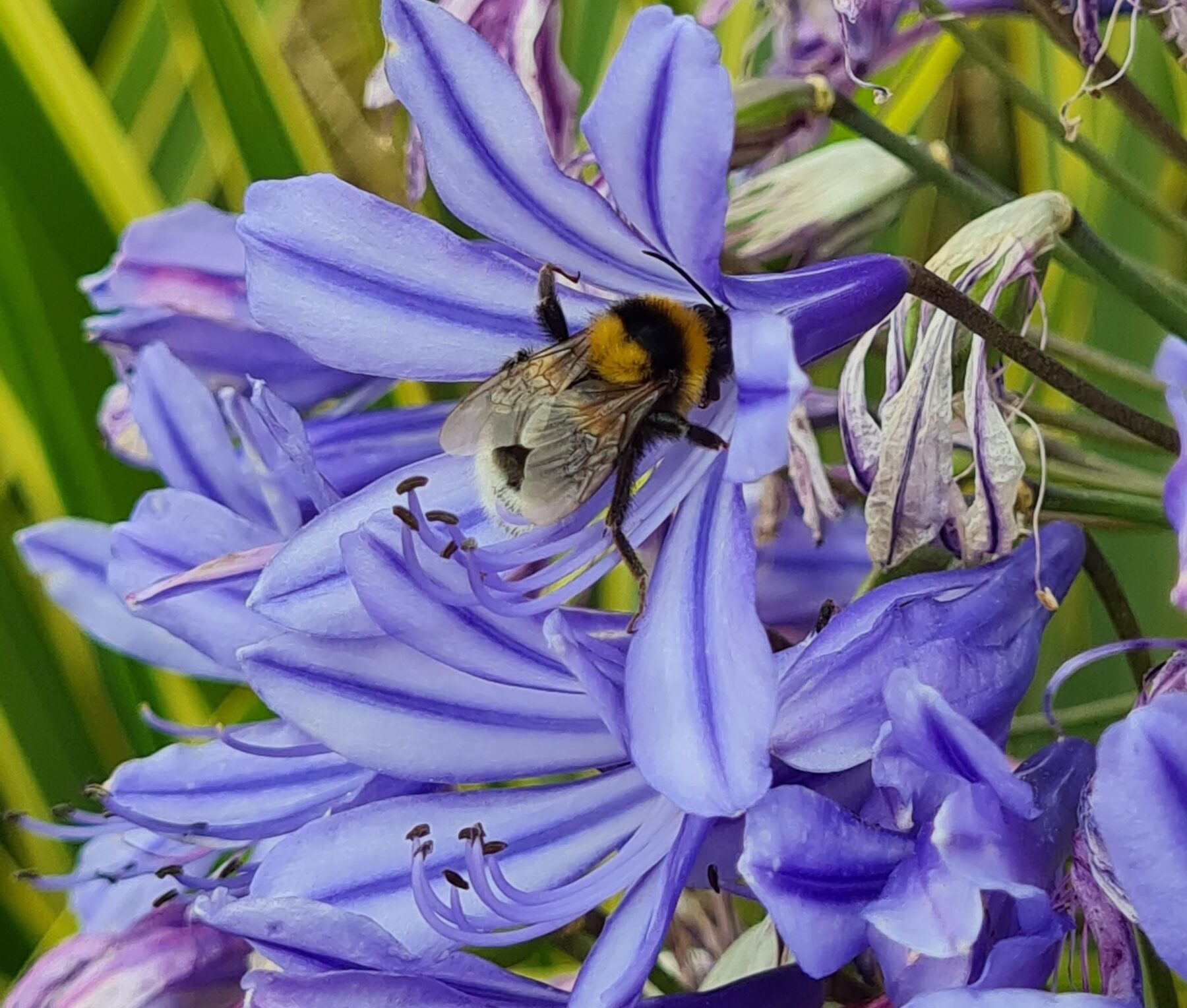 Agapanthus ‘Poppin Star’ - Afrikaanse lelie