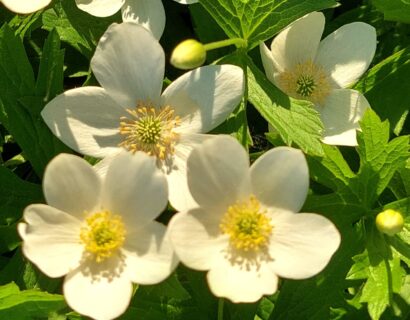 Anemone Fantasy Elsa - Herfstanemoon