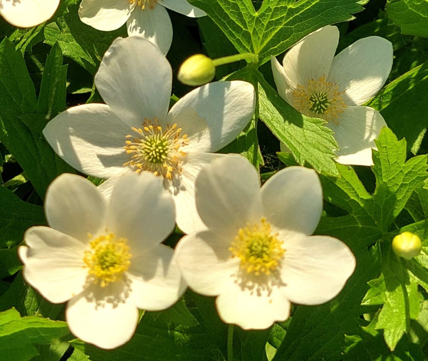 Anemone Fantasy Elsa - Herfstanemoon