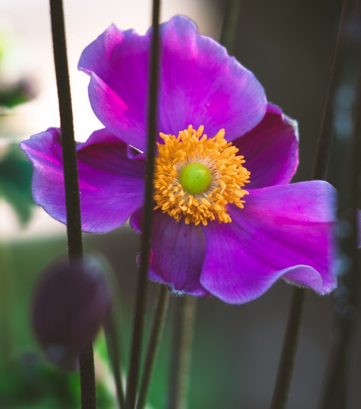 Anemone Fantasy ‘Ariel’ - Herfstanemoon
