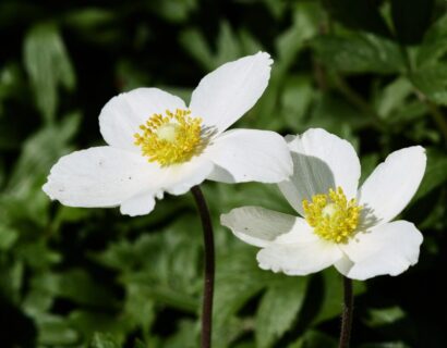 Anemone hybrida ‘Elfin Swan’ - Herfst