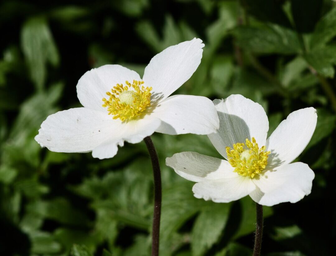 Anemone hybrida ‘Elfin Swan’ - Herfst