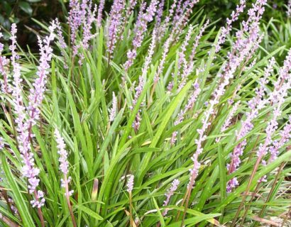 Liriope Spicata - Lelie