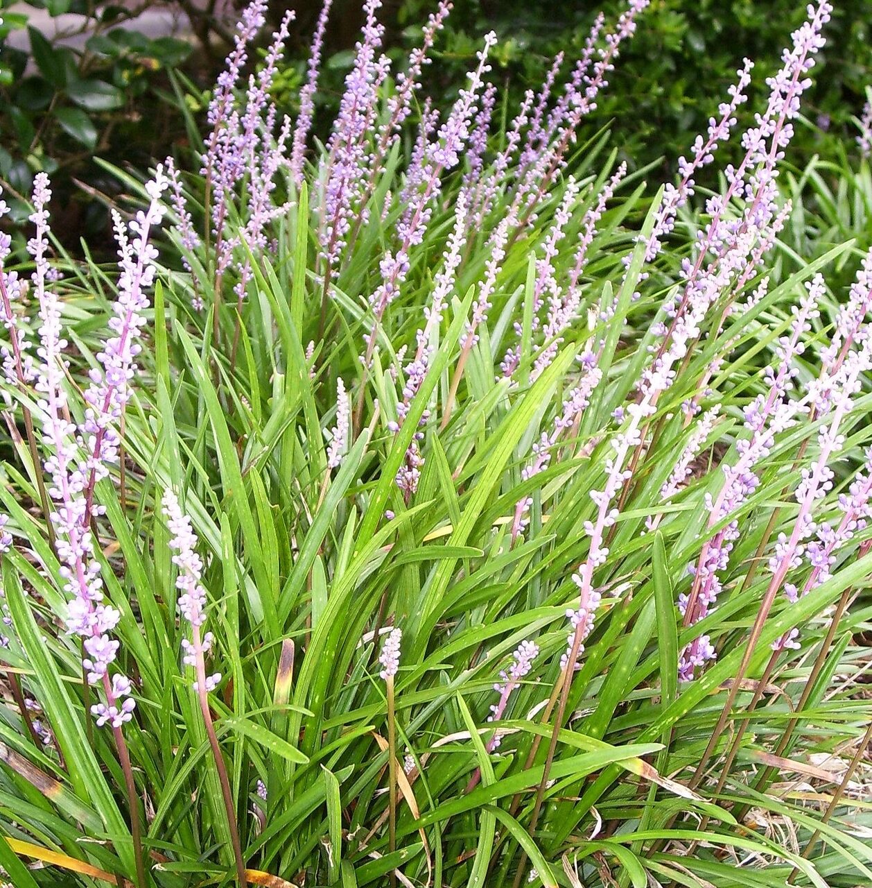 Liriope Spicata - Lelie