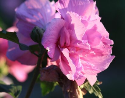 Hibiscus syriacus ‘Bicolor’ - Altheastruik, heemstroos
