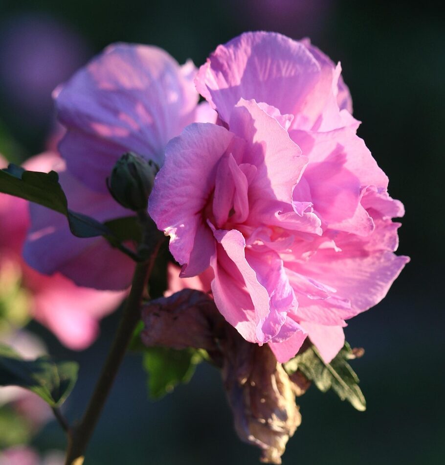 Hibiscus syriacus ‘Bicolor’ - Altheastruik, heemstroos