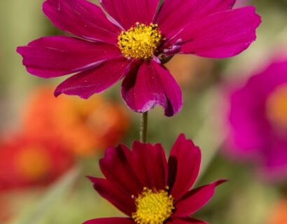 Cosmos atrosanguineus ‘Cherry Chocolate’ - Cosmos