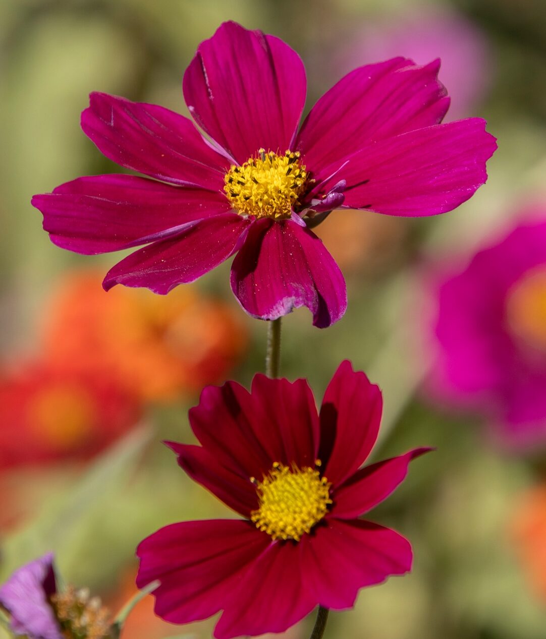 Cosmos atrosanguineus ‘Cherry Chocolate’ - Cosmos