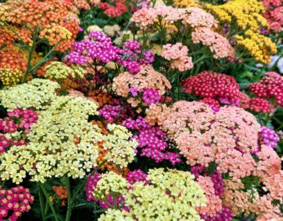 Achillea millefolium ‘Summer Pastels - Duizendblad