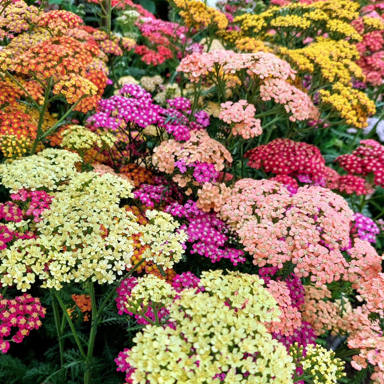 Achillea millefolium ‘Summer Pastels - Duizendblad