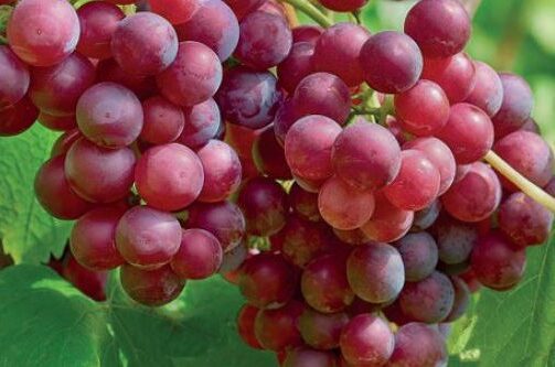 Vitis vinifera Souvignier Gris geënt - Roze Wijndruif