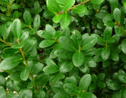 Ilex crenata ‘Dark Green’ op stam - Japanse Hulst