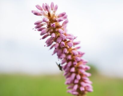 Polygonum Amphibium - Veenwortel