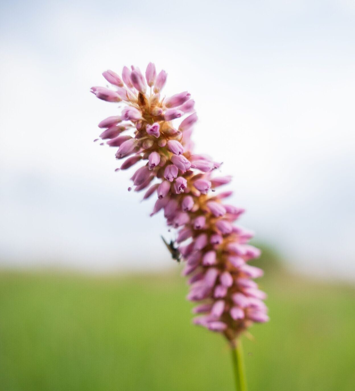 Polygonum Amphibium - Veenwortel