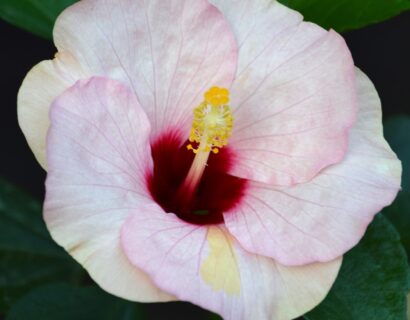 Hibiscus moscheutos nippon f1 ‘blush’ - Althe