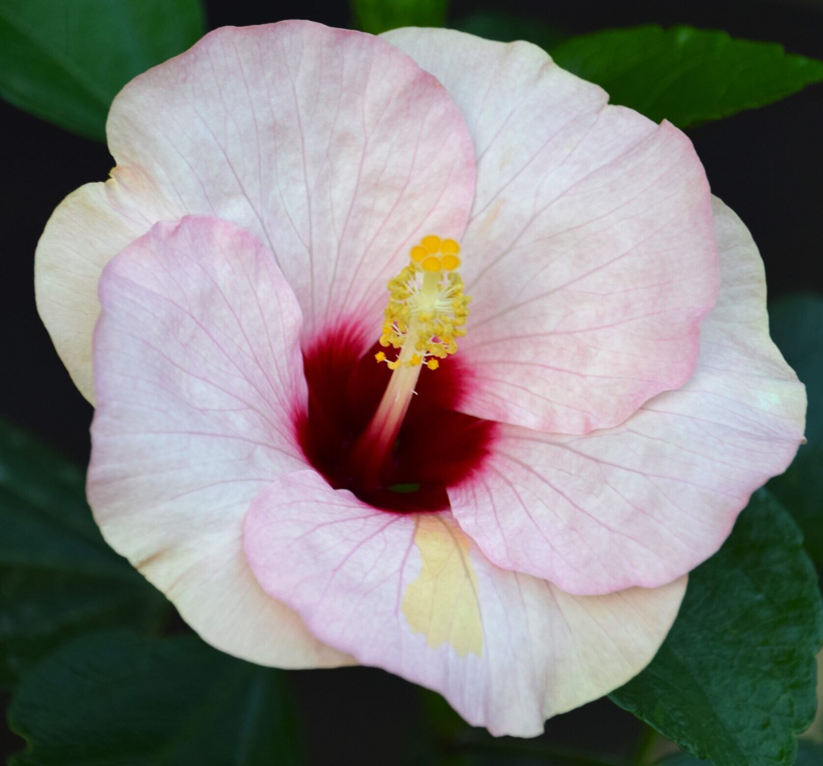 Hibiscus moscheutos nippon f1 ‘blush’ - Althe