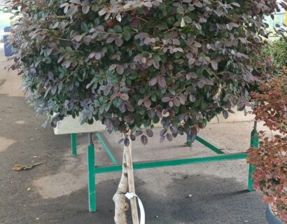 Loropetalum Black Pearl ‘Mushroom’ - Heksenstruik