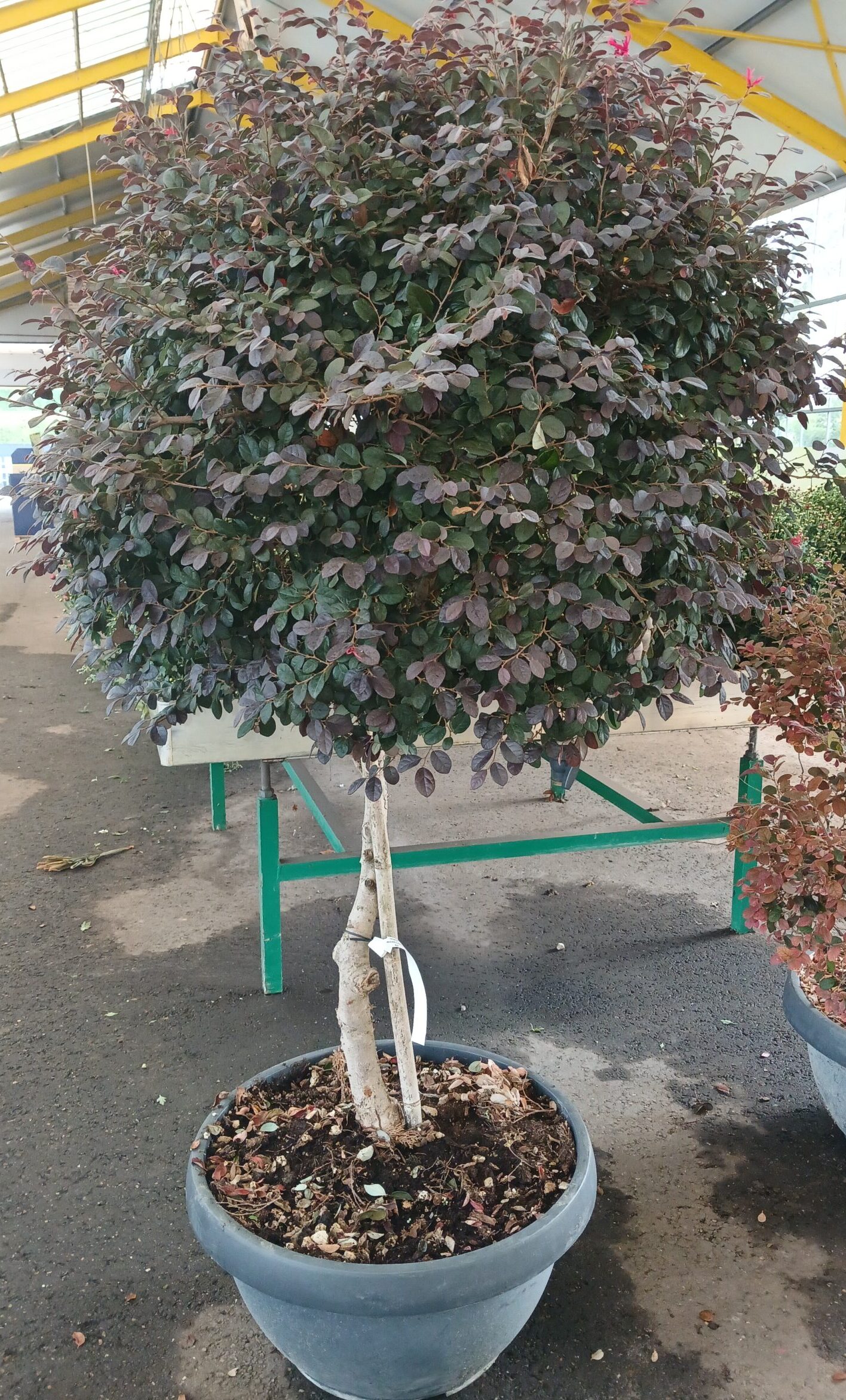 Loropetalum Black Pearl ‘Mushroom’ - Heksenstruik
