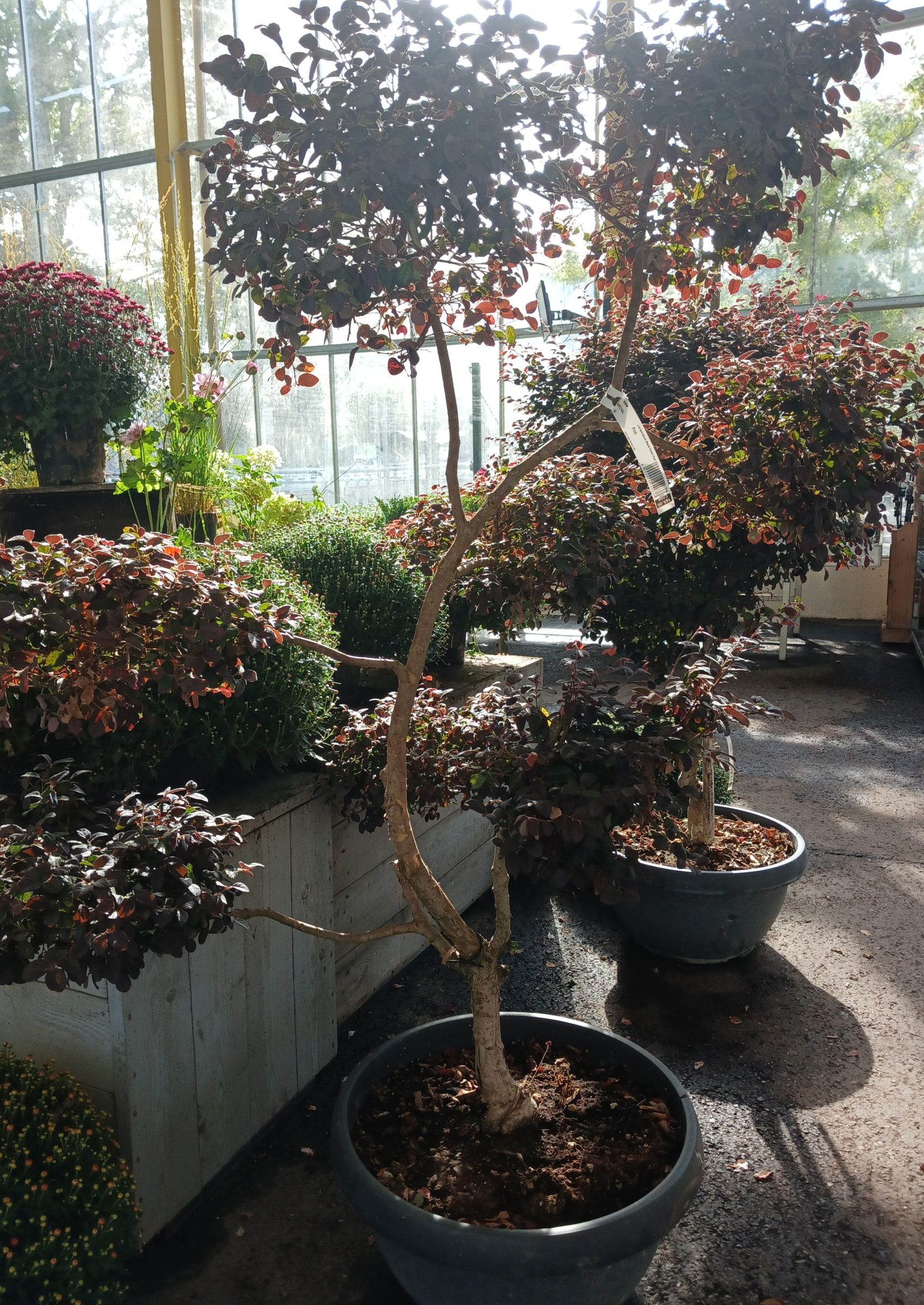Loropetalum Black Pearl ‘Pon Pon’ - Heksenstruik