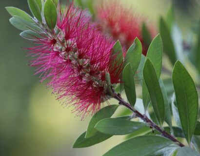 Callistemon ‘Beezlebuzz’ - Lampenpoetser