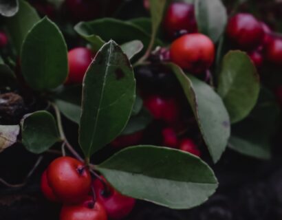 Gaultheria procumbens - Bergthee